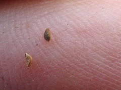 Plagiobothrys reticulatus