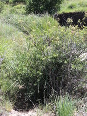 Heteromorpha arborescens abyssinica