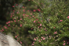 Leptecophylla oxycedrus