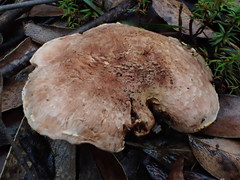 Tricholoma austrocolossus