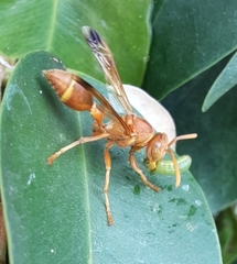 Ropalidia marginata marginata