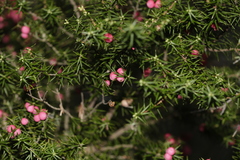Leptecophylla oxycedrus