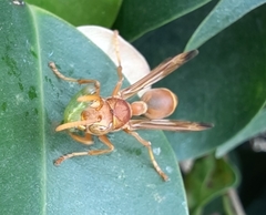 Ropalidia marginata marginata