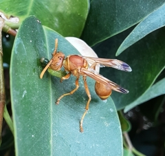 Ropalidia marginata marginata