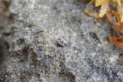 Littorininae