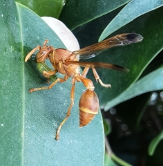 Ropalidia marginata marginata