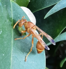 Ropalidia marginata marginata