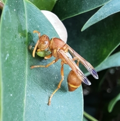 Ropalidia marginata marginata