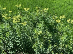 Euphorbia jolkinii