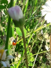Coccinella septempunctata