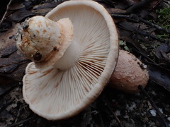 Tricholoma austrocolossus