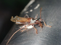 Ceresium zeylanicum