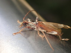 Ceresium zeylanicum