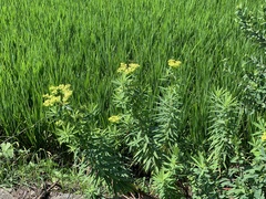 Euphorbia jolkinii