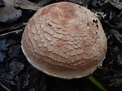 Tricholoma austrocolossus