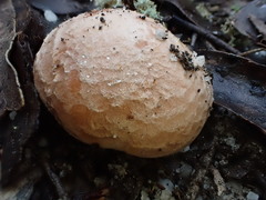 Tricholoma austrocolossus