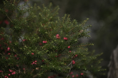 Leptecophylla oxycedrus