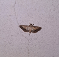 Cnaphalocrocis trebiusalis