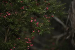 Leptecophylla oxycedrus