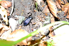 Carabus catenulatus