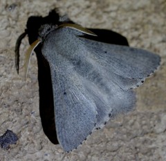 Symphyta psaropis