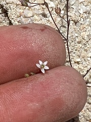 Nemacladus secundiflorus robbinsii