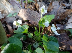 Viola odorata