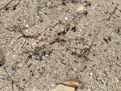 Nemacladus secundiflorus robbinsii