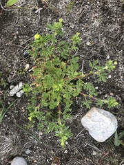 Potentilla rivalis