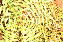 Senna barclayana