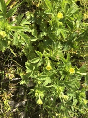 Potentilla rivalis