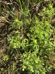 Potentilla rivalis