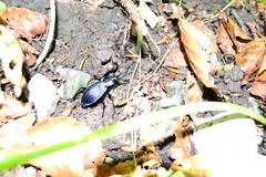 Carabus catenulatus