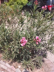 Nerium oleander