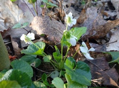 Viola odorata