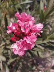 Nerium oleander