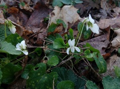 Viola odorata