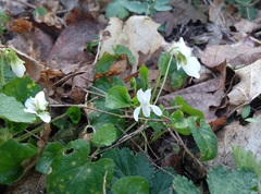 Viola odorata