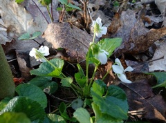 Viola odorata