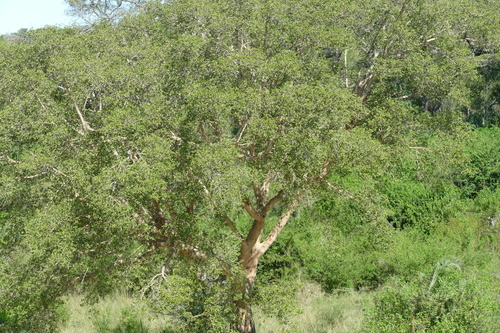 Sycamore fig (Ficus sycomorus)