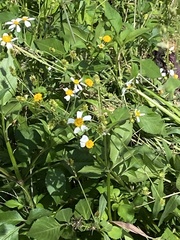 Bidens alba