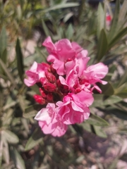 Nerium oleander