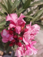 Nerium oleander