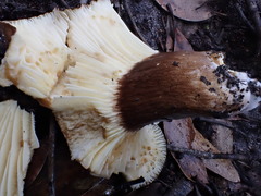 Lactifluus leonardii