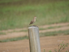 Anthus australis
