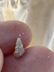 Leiopyrga lineolaris