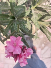 Nerium oleander