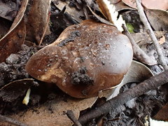 Lactifluus leonardii