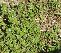Veronica persica
