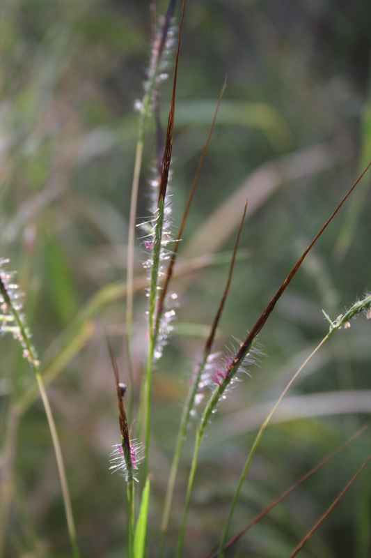 Heteropogon